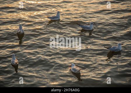 Samut Prakan, Thaïlande.20 novembre 2021.Mouettes vues sur la mer à la station balnéaire de Bang pu.Chaque année, pendant l'hiver froid en Thaïlande entre novembre et mars, des milliers de mouettes migrent de Sibérie et de Mongolie vers le bord de mer de Bang pu dans la province de Samut Prakan pour échapper à l'hiver rigoureux.Crédit : SOPA Images Limited/Alamy Live News Banque D'Images