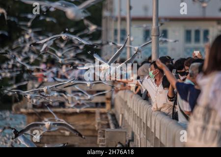 Samut Prakarn, Thaïlande.20 novembre 2021.Les touristes ont vu nourrir des mouettes à la station balnéaire de Bang pu.Chaque année, pendant l'hiver froid en Thaïlande entre novembre et mars, des milliers de mouettes migrent de Sibérie et de Mongolie vers le bord de mer de Bang pu dans la province de Samut Prakan pour échapper à l'hiver rigoureux.(Photo de Peerapon Boonyakiat/SOPA Images/Sipa USA) crédit: SIPA USA/Alay Live News Banque D'Images