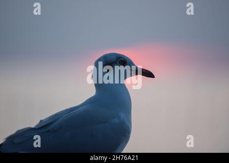 Samut Prakarn, Thaïlande.20 novembre 2021.Un mouette vu à la station balnéaire de Bang pu.Chaque année, pendant l'hiver froid en Thaïlande entre novembre et mars, des milliers de mouettes migrent de Sibérie et de Mongolie vers le bord de mer de Bang pu dans la province de Samut Prakan pour échapper à l'hiver rigoureux.(Photo de Peerapon Boonyakiat/SOPA Images/Sipa USA) crédit: SIPA USA/Alay Live News Banque D'Images