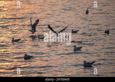 Samut Prakan, Thaïlande.20 novembre 2021.Des mouettes survolantes à la station balnéaire de Bang pu.Chaque année, pendant l'hiver froid en Thaïlande entre novembre et mars, des milliers de mouettes migrent de Sibérie et de Mongolie vers le bord de mer de Bang pu dans la province de Samut Prakan pour échapper à l'hiver rigoureux.Crédit : SOPA Images Limited/Alamy Live News Banque D'Images