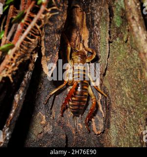 Wellington Tree Weta.Femelle avec ovipositor.Insecte endémique de la Nouvelle-Zélande. Banque D'Images