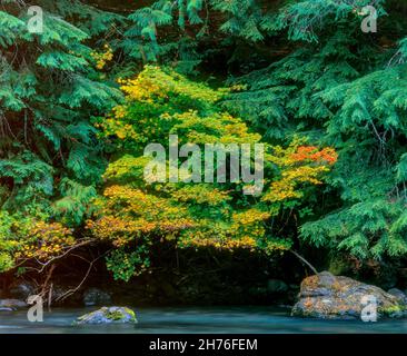 Vine Maple, rivière sauvage et pittoresque nationale d'Umpqua, forêt nationale d'Umpqua, comté de Douglas, Oregon Banque D'Images