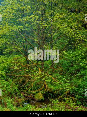 Bigleaf Maple, rivière Umpqua Nord, forêt nationale d'Umpqua, comté de Douglas, Oregon Banque D'Images