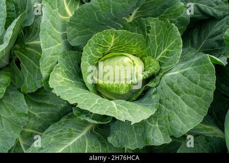 Une tête de chou précoce de la variété Tochka a mûri dans un lit de jardin. Banque D'Images