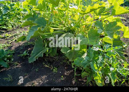 Un buisson de citrouille à spaghetti aux fruits pousse dans un potager par une belle journée d'été. Banque D'Images