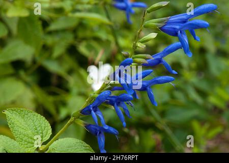 Sydney Australie, tige de fleur d'une Salvia guaranitica ''Blue Enigma' Banque D'Images