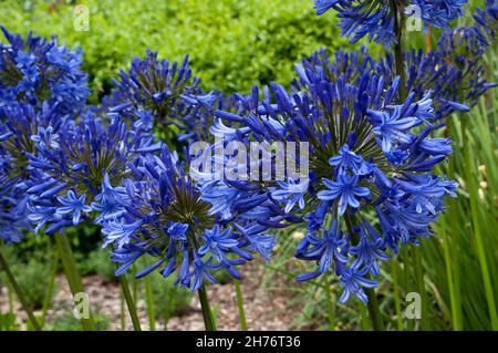 Sydney Australie, boules de fleurs violettes d'un Agapanthus ou nénuphars du nil dans le jardin Banque D'Images