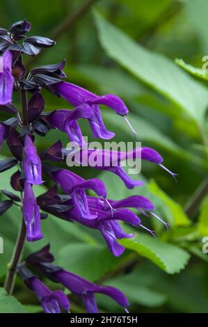 Sydney Australie, tige de fleur pourpre d'une salvia guaranitica Banque D'Images