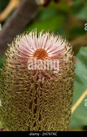 Sydney Australie, cône d'une couverture de terre naine banksia Banque D'Images