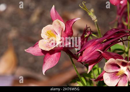 Sydney Australie, fleurs d'une étoile cramoisi columbine en fin d'après-midi soleil Banque D'Images