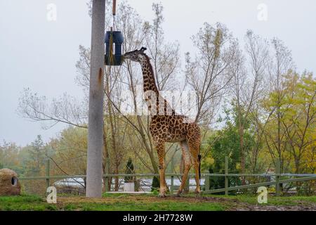 Les girafes africains mangent dans une enceinte ouverte au zoo. Faune, mammifères, saison d'automne Banque D'Images