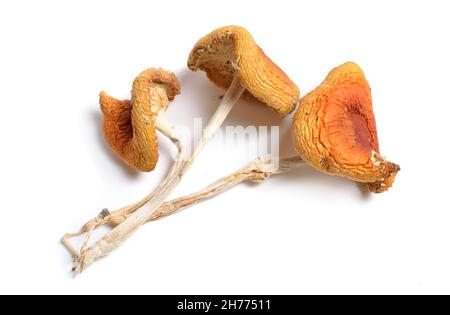 Amanita muscaria séchée, communément appelée mouche agarique ou mouche amanita. Isolé sur fond blanc Banque D'Images
