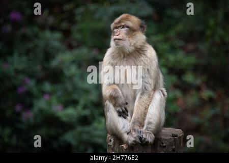 Image d'un macaque barbaire qui se trouve au-dessus d'une souche d'arbre sur un fond vert foncé naturel Banque D'Images