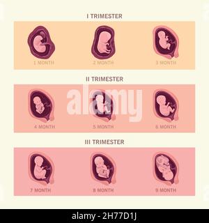 infographie neuf fœtus Illustration de Vecteur