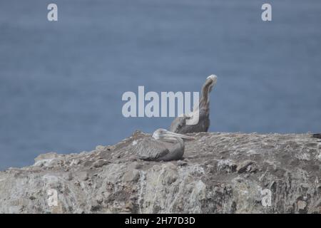 Un couple de pélicans gris également connu sous le nom de Pelecanus phippensis sur une roche avec une mer en arrière-plan Banque D'Images