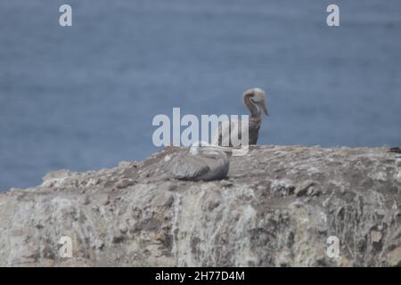 Un couple de pélicans gris également connu sous le nom de Pelecanus phippensis sur une roche avec une mer en arrière-plan Banque D'Images