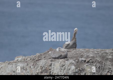 Un couple de pélicans gris également connu sous le nom de Pelecanus phippensis sur une roche avec une mer en arrière-plan Banque D'Images