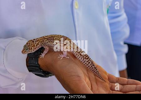 Photo d'un vétérinaire tenant une salamandre.L'image en gros plan montre l'animal et la main du professionnel Banque D'Images