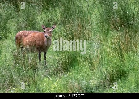 des cerfs-jachères qui marchent dans un grand champ de prairie Banque D'Images