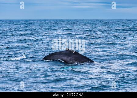 Plongée de baleines à bosse dans le fjord d'Eyjafjordur, près de Hauganes, dans le nord de l'Islande Banque D'Images