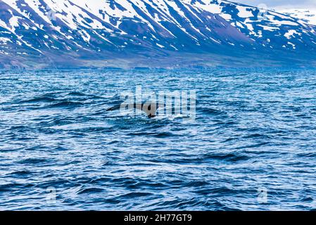 Baleines à bosse en plongée dans le fjord d'Eyjafjordur, près de Hauganes, au nord de l'Islande Banque D'Images