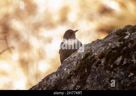 Oiseaux dans leur environnement naturel et dans leur environnement. Banque D'Images