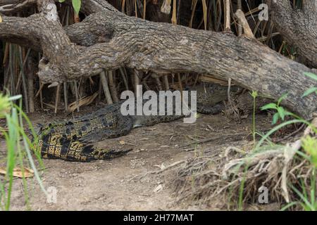 Crocodile d'eau salée ou Crocodile estuarien (Crocodylus porosus) se reposant dans la sous-croissance du parc national de Kakadu, territoire du Nord, Australie Banque D'Images