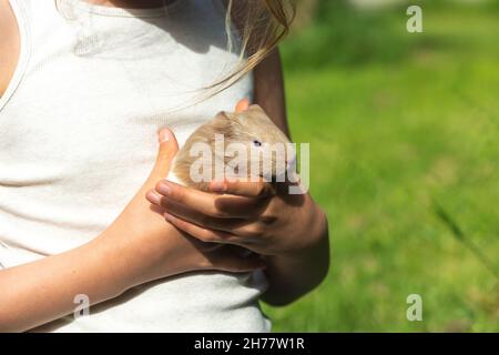 Bébé cobaye sur les mains de la fille.Concept de prendre soin des animaux, des animaux de compagnie. Banque D'Images