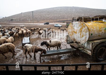 Réhabilitation des anciennes usines d'eau utilisées par les éleveurs palestiniens locaux par l'organisation militante israélienne Warriors for Peace, le jour de la première pluie dans la vallée du nord du Jourdain.Les puits sont une infrastructure essentielle dans le contexte de la pénurie d'eau et du manque d'infrastructures d'approvisionnement en eau pour les communautés rurales palestiniennes de bergerins, dont les zones de pâturage se réduisent en raison de l'expansion de la colonie juive.La Cisjordanie. Le 19 novembre 2021.( Matan Golan/Alay Live News) Banque D'Images