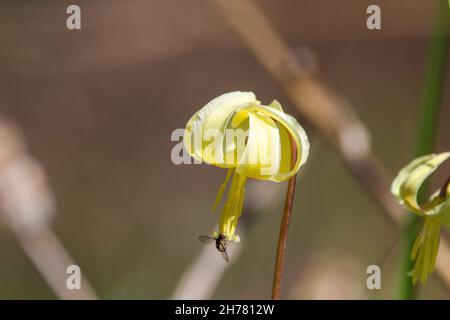 Un gros plan d'un insecte sur l'Avalanche Lily qui fleurisse dans le jardin de l'ouest de l'Oregon Banque D'Images