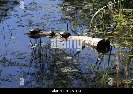 Les tortues sur le tronc d'arbre flottant dans l'étang Banque D'Images