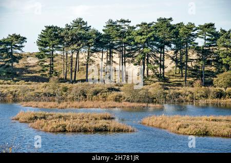 Groupe de pins sur la rive d'un lac dans les dunes du parc national de Zuid-Kennemerland près de Haarlem, aux pays-Bas Banque D'Images