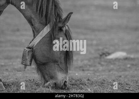 Photo en niveaux de gris d'un cheval paître dans un champ à la lumière du jour en Espagne Banque D'Images
