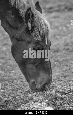 Photo en niveaux de gris d'un cheval paître dans un champ à la lumière du jour en Espagne Banque D'Images