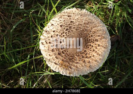 Une vue de dessus de champignons de parasol croissant dans un pré vert. Banque D'Images