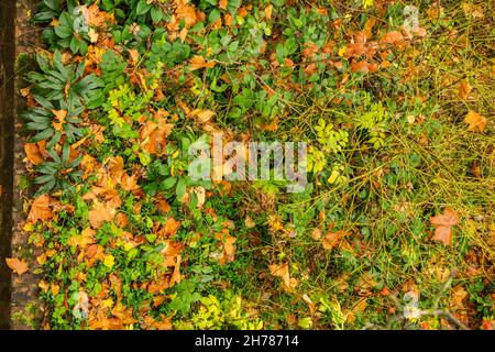 Des feuilles d'automne éclatantes et colorées sur le sol Banque D'Images