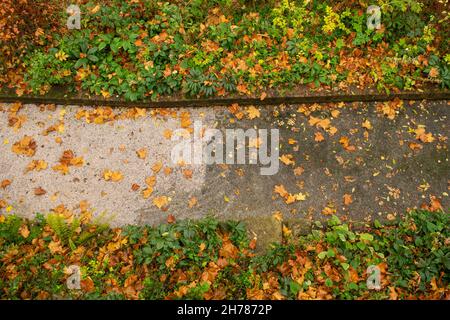 Des feuilles d'automne jaune vif sur une passerelle en béton Banque D'Images