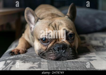 Bulldog français marron dormant sur le canapé dans le salon.Animal domestique, vivant avec un chien.Animaux d'amour Banque D'Images