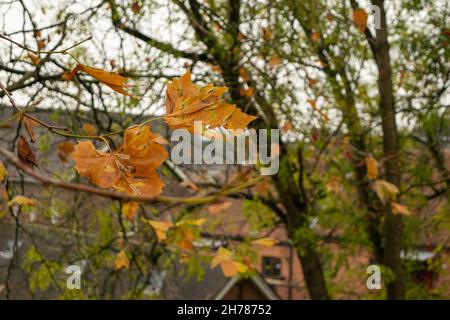 Feuilles d'automne sur Orange tree Banque D'Images