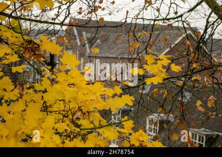 Feuilles d'automne jaune vif sur l'arbre Banque D'Images