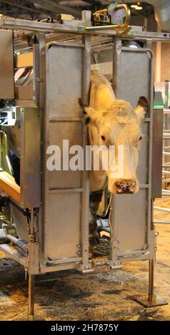 Une vache dans un dispositif de retenue de la crouse agricole. Banque D'Images