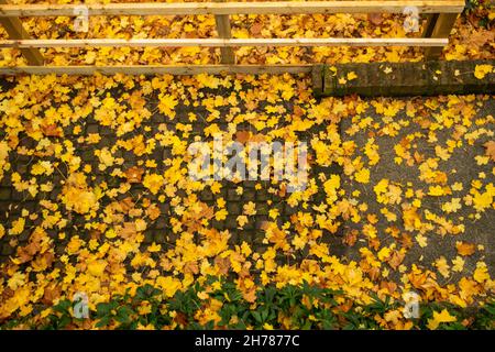 Feuilles d'automne jaune vif sur le sol Banque D'Images