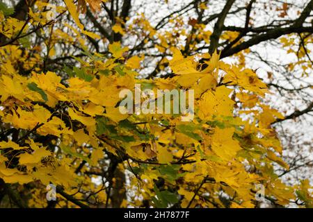 Feuilles d'automne jaune vif sur l'arbre Banque D'Images