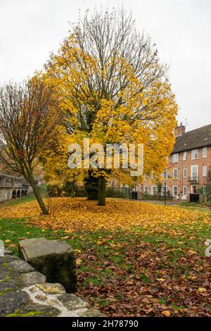 Feuilles d'automne jaune vif sur un grand arbre devant des maisons en briques Banque D'Images