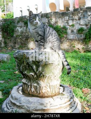 Chat assis sur un vieux pilier à côté de la porte d'or du palais de Dioclétien à plat (Dalmatie, Croatie) Banque D'Images