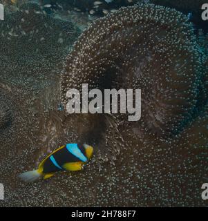 l'anémone de shy allard prend refuge dans l'anémone de mer tourbillonnante du parc marin de watamu, au kenya Banque D'Images