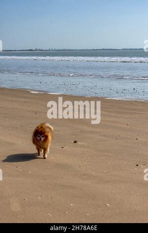 Pomerania en la playa, animales respetuosos con el entorno Banque D'Images