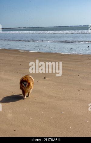 Pomerania en la playa, animales respetuosos con el entorno Banque D'Images