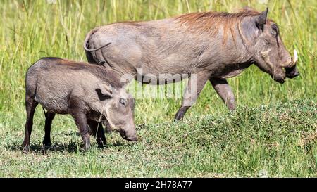 Mère et bébé warthog, Phacochoerus africanus, paître dans les prairies luxuriantes de la Mara Masai, Kenya.Accent sélectif sur le baby-warthog. Banque D'Images