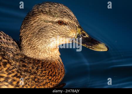 Un canard malard femelle, anas platyrhynchos, avec une tête de gros plan éclairée au soleil et en profil, avec un fond bokeh. Banque D'Images